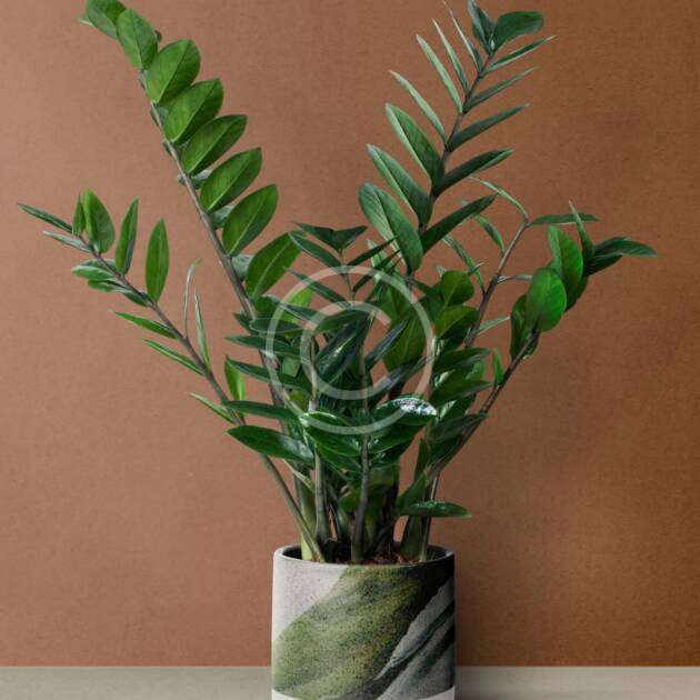 Monstera