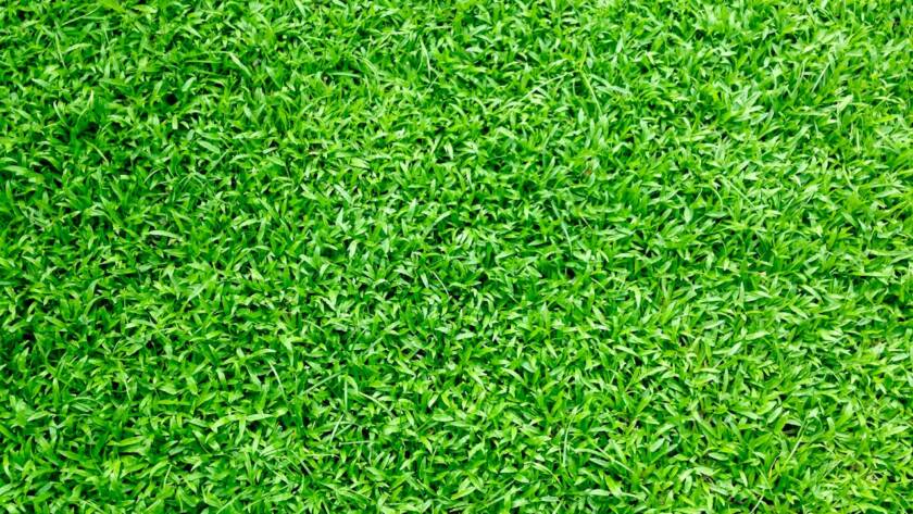 artificial grass