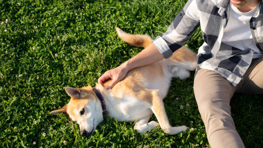 Dog Turf Handle Ice Melt